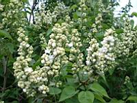 Lilas (Photo F. Mrugala)